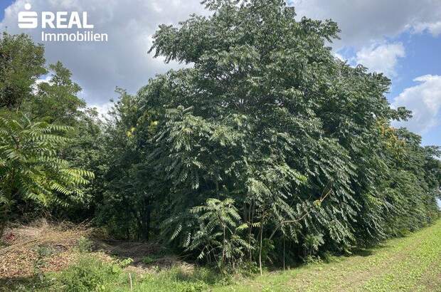 Grundstück kaufen in 2425 Nickelsdorf (Bild 1)