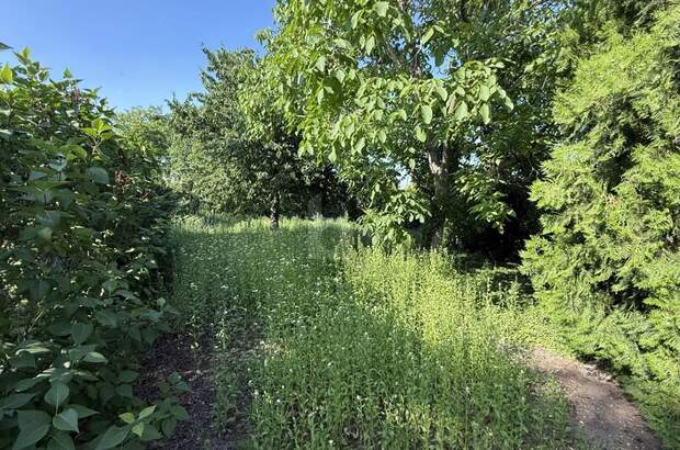 Grundstück kaufen in 7072 Mörbisch (Bild 3)