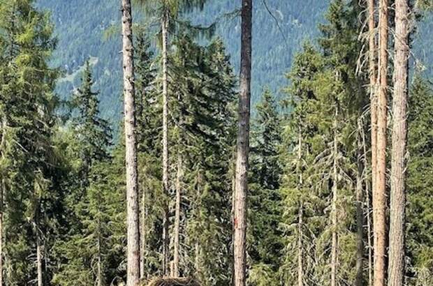 Gewerbeobjekt kaufen in 8861 Sankt Georgen (Bild 4)