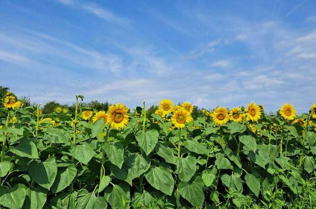Gewerbeobjekt kaufen in 8431 Gralla