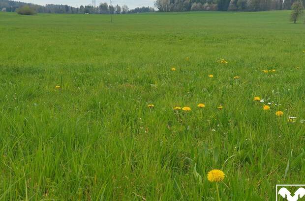 Gewerbeobjekt kaufen in 5124 Haigermoos (Bild 2)