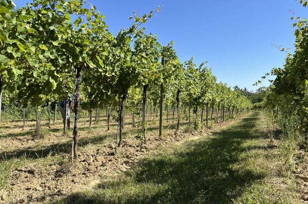 Gewerbeobjekt kaufen in 3492 Engabrunn (Bild 2)