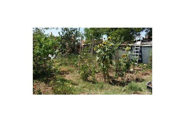 Grundstück kaufen in 2231 Strasshof (Bild 2)