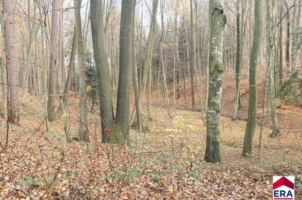 Ferienhaus kaufen in 3032 Eichgraben (Bild 5)