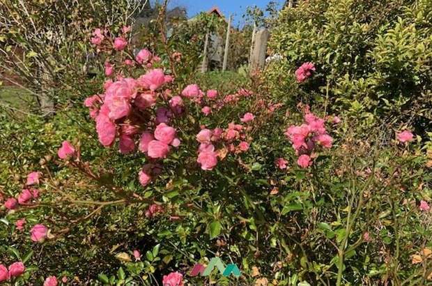 Haus mit Garten mieten in 8551 Wies (Bild 1)