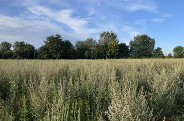 Grundstück kaufen in 4225 Luftenberg (Bild 1)