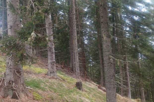 Gewerbeobjekt kaufen in 9542 Verditz (Bild 4)