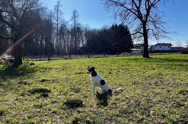Grundstück kaufen in 5110 Oberndorf (Bild 3)