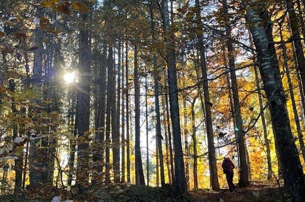 Gewerbeobjekt kaufen in 94227 Zwiesel