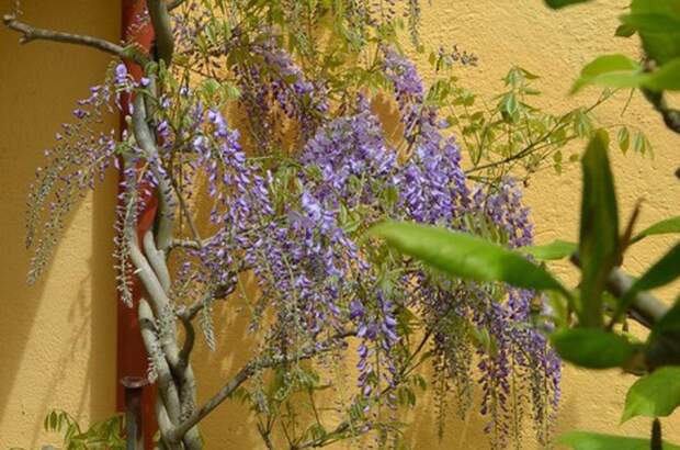 Haus mit Garten kaufen in 3812 Groß (Bild 4)