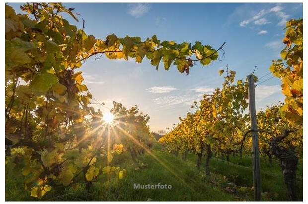 Lager kaufen in 7122 Gols (Bild 1)