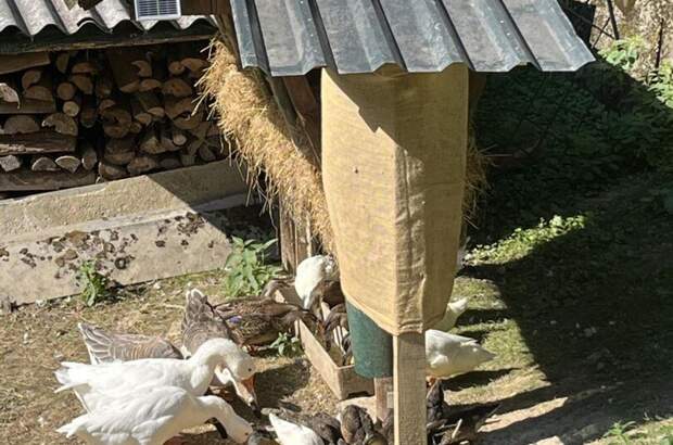 Gewerbeobjekt kaufen in 8302 Nestelbach (Bild 2)