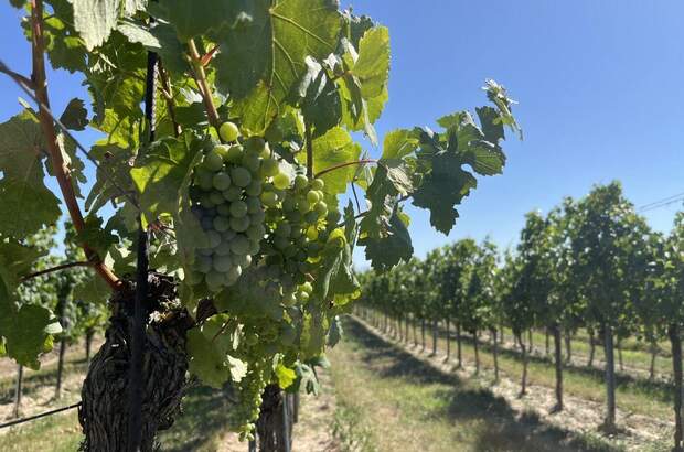 Gewerbeobjekt kaufen in 3492 Engabrunn (Bild 4)