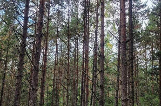 Jagd- und Forstwirtschaft kaufen in 3650 Pöggstall (Bild 5)