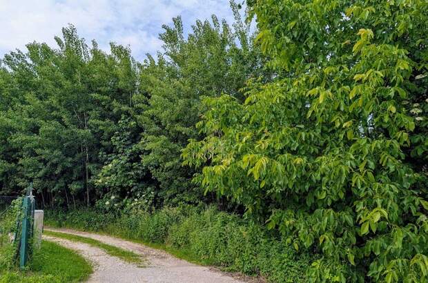 Grundstück kaufen in 4611 Buchkirchen (Bild 4)