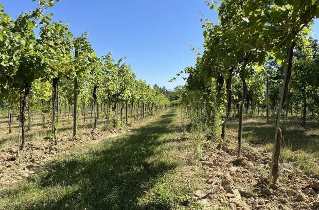Gewerbeobjekt kaufen in 3483 Feuersbrunn (Bild 5)