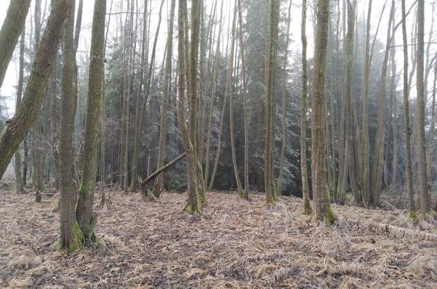 Teich- und Fischwirtschaft kaufen in 3902 Vitis (Bild 5)