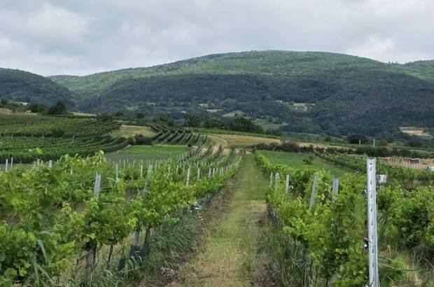 Grundstück kaufen in 2514 Traiskirchen (Bild 2)