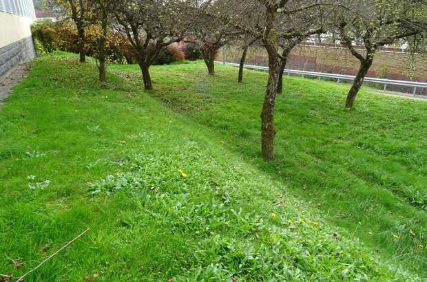 Wohnung mieten in 4783 Wernstein (Bild 5)