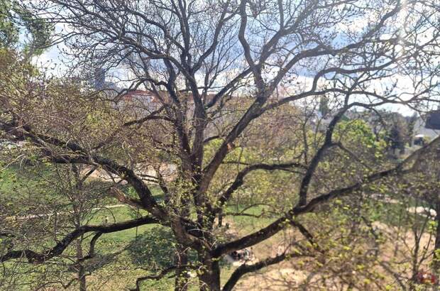 Wohnung mit Balkon mieten in 1210 Wien (Bild 2)