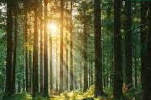 Immobilie kaufen in 9183 Rosenbach (Bild 1)