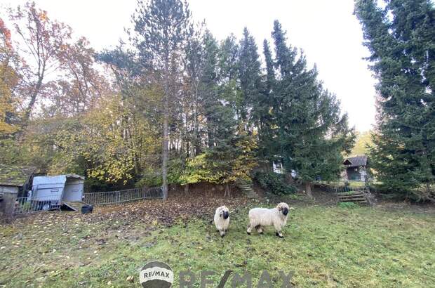 Einfamilienhaus kaufen in 3452 Atzenbrugg (Bild 3)