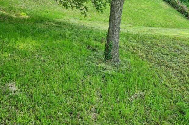 Grundstück kaufen in 4111 Walding (Bild 3)