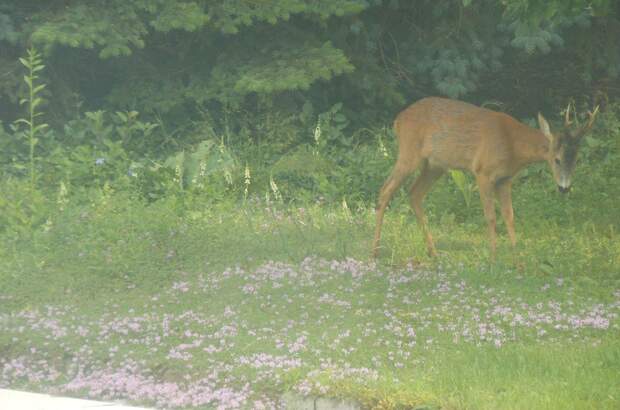 Haus mit Garten kaufen in 3130 Herzogenburg (Bild 3)