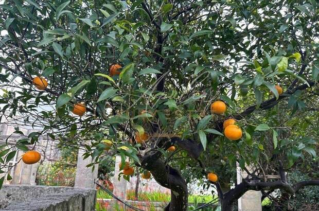 Haus mit Garten kaufen in 73025 Serrano (Bild 2)