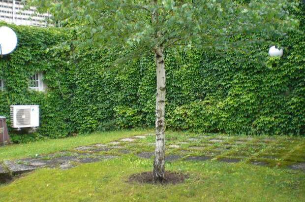 Wohnung mieten in 3184 Türnitz (Bild 4)