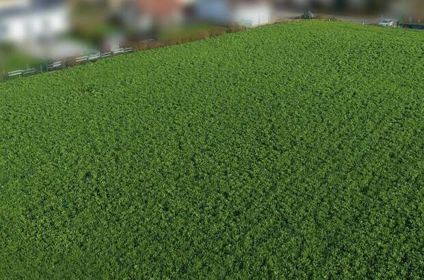 Grundstück kaufen in 4073 Wilhering (Bild 5)