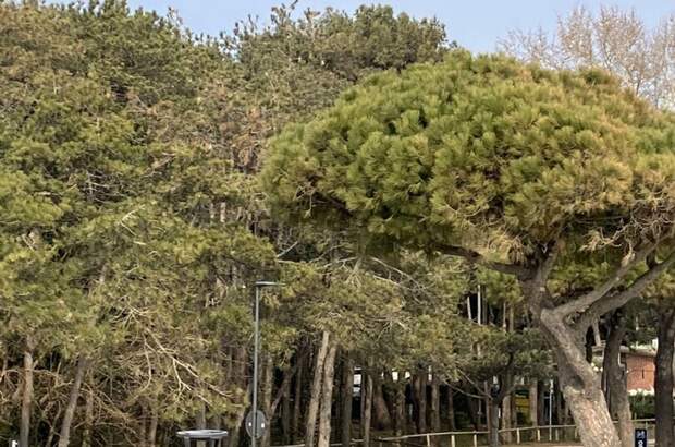 Gewerbeobjekt kaufen in 33054 Lignano Pineta (Bild 5)